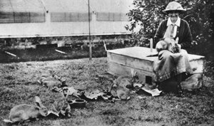 Travail de guerre pittoresque : le clapier de Cornelia Lady Wimborne, de The Illustrated War News, 5 juillet 1916 - English Photographer